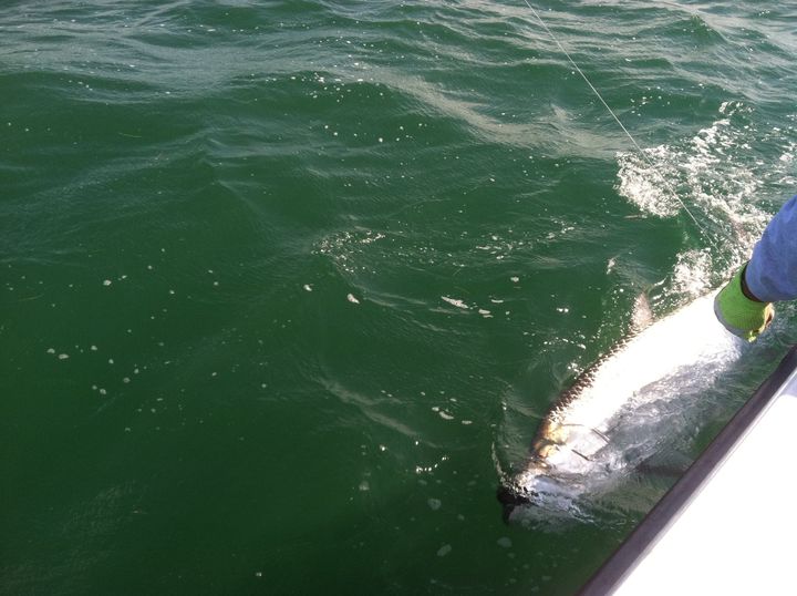 Tarpon Trip With Capt Scotty In Marathon