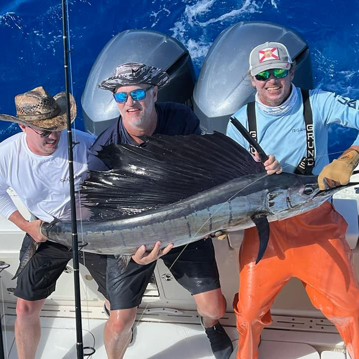 Sailfish / Edge Of Reef In Marathon