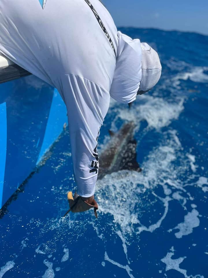 Sailfish / Edge Of Reef In Marathon