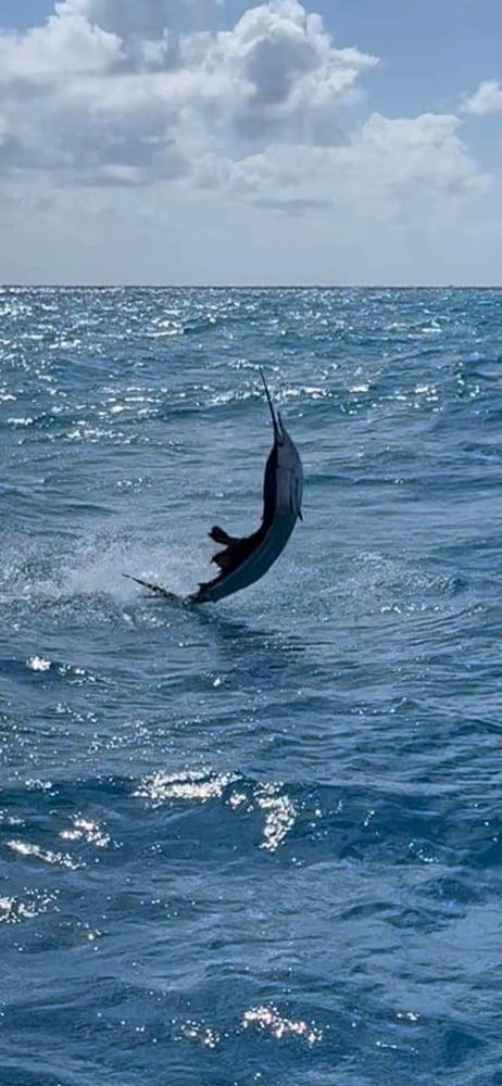 Sailfish / Edge Of Reef In Marathon