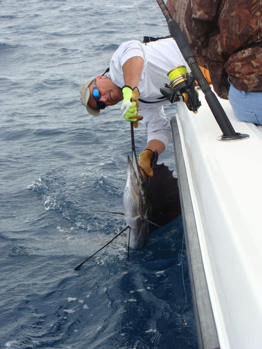 Sailfish / Edge Of Reef In Marathon