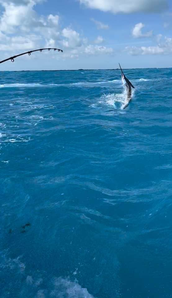 Sailfish / Edge Of Reef In Marathon