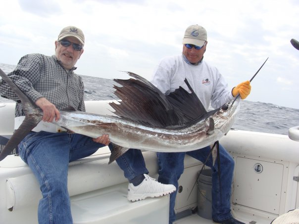 Sailfish / Edge Of Reef In Marathon