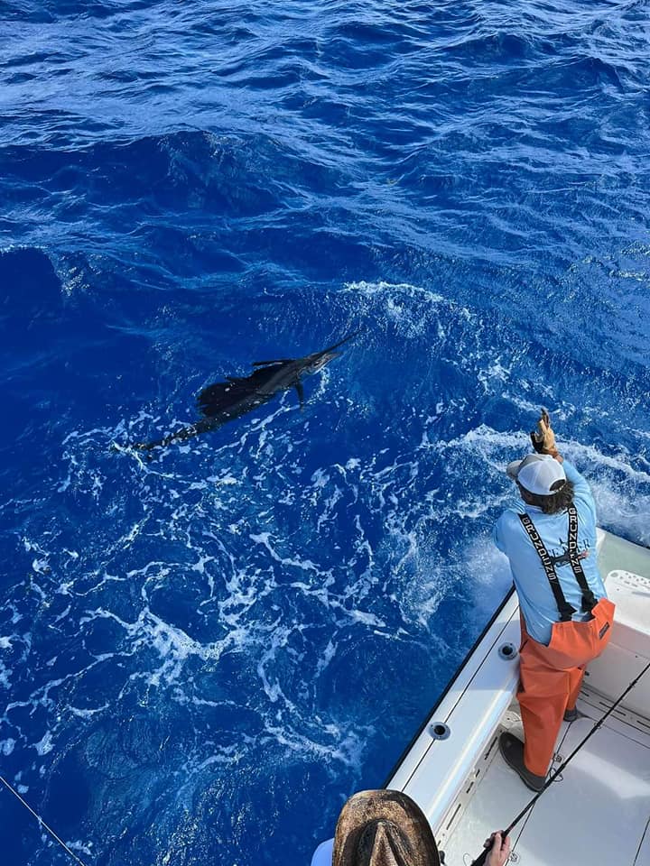 Sailfish / Edge Of Reef In Marathon