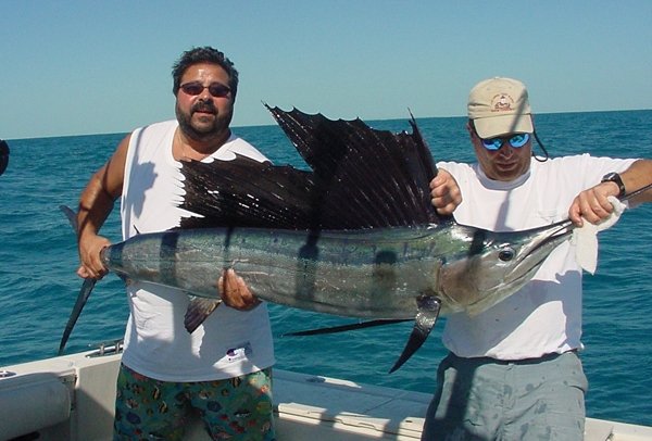 Sailfish / Edge Of Reef In Marathon