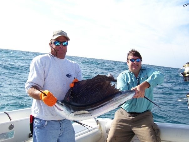 Sailfish / Edge Of Reef In Marathon