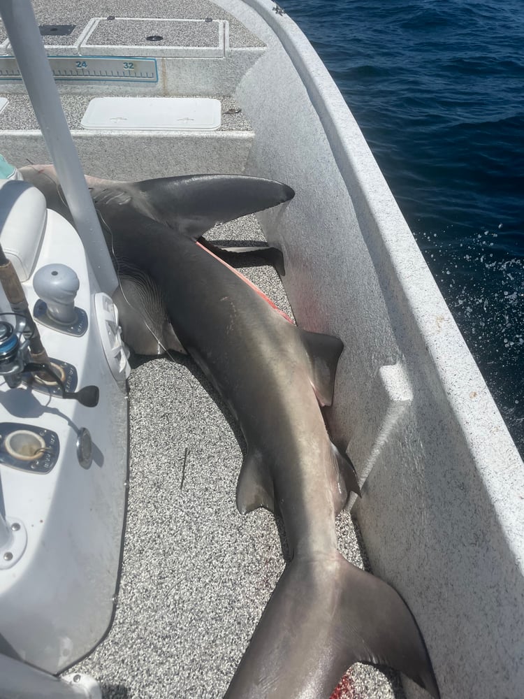 Half Day Shark Fishing In Panama City