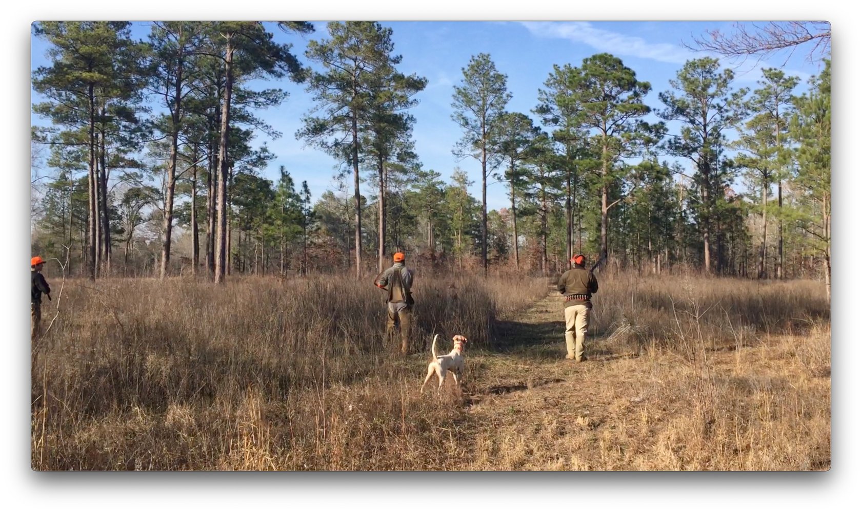 Austin, TX Quail Hunting In Marble Falls