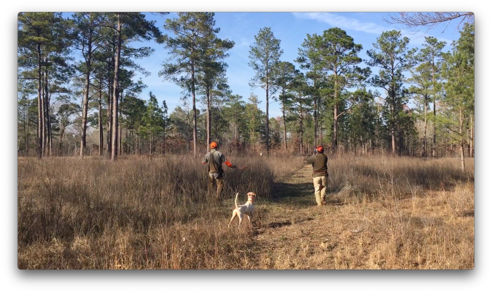 Austin, TX Quail Hunting In Marble Falls