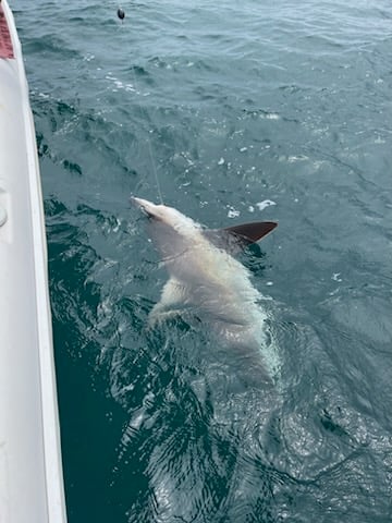 Action-Packed Shark Chase In Destin