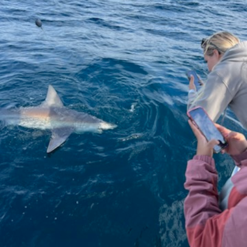 Action-Packed Shark Chase In Destin