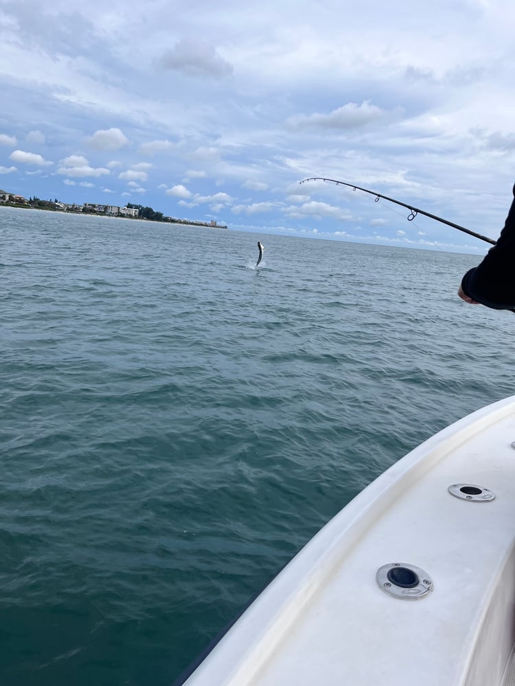 Tarpon Fishing Baby! In Clearwater