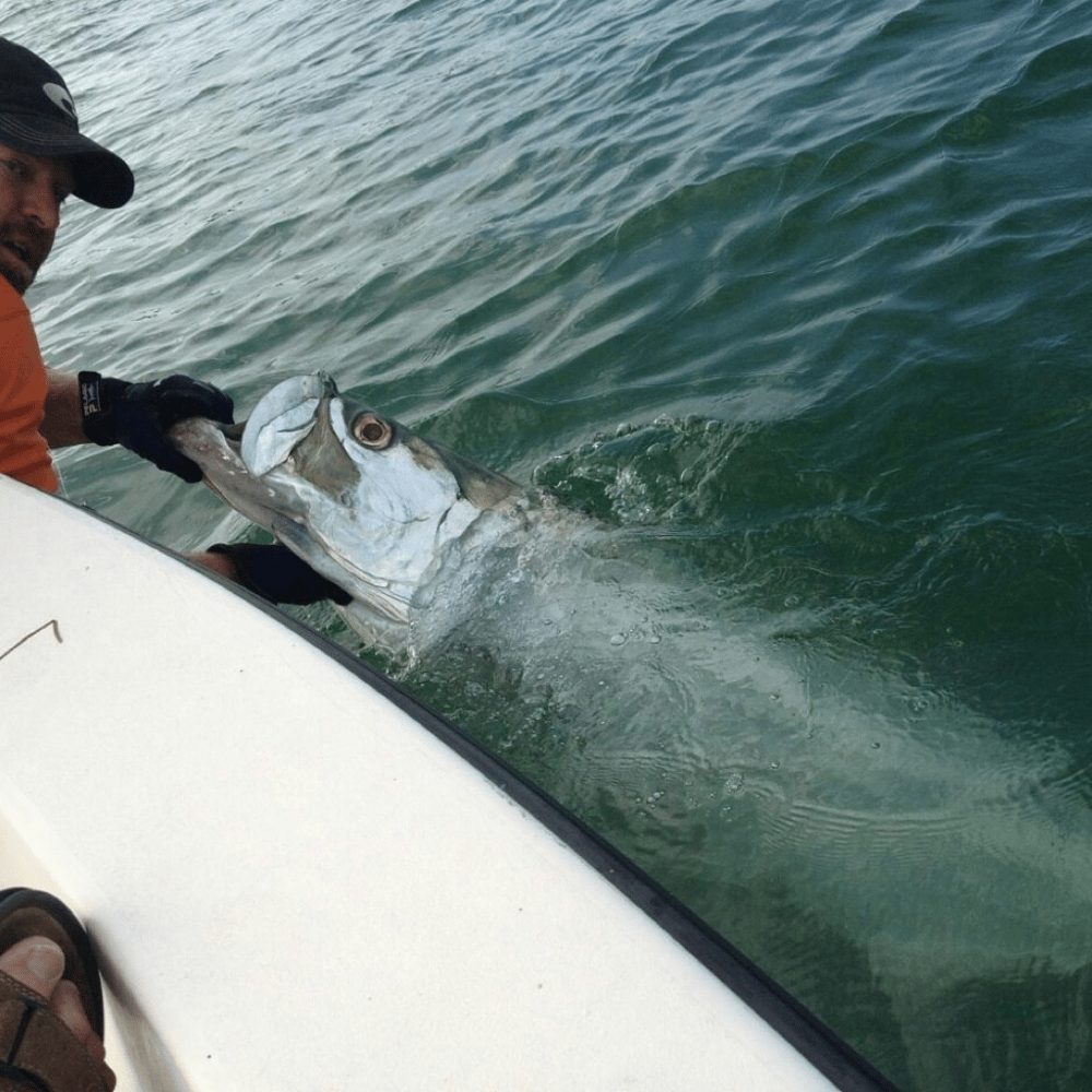 Tarpon Fishing Baby! In Clearwater