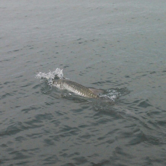 Tarpon Fishing Baby! In Clearwater