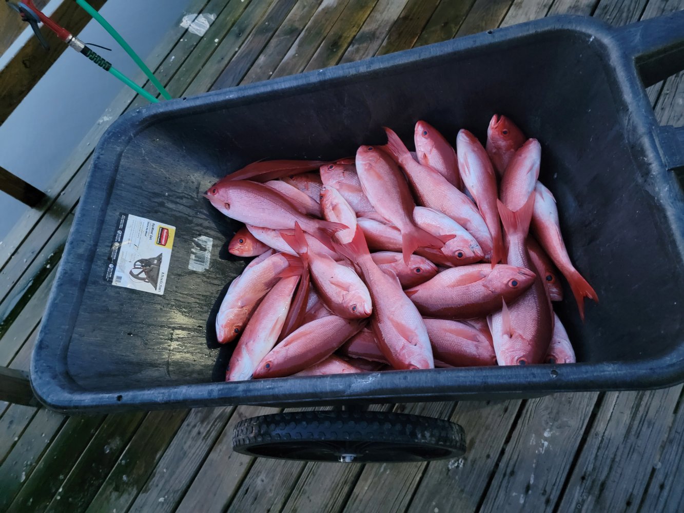 Offshore Adventure In Gulf Shores