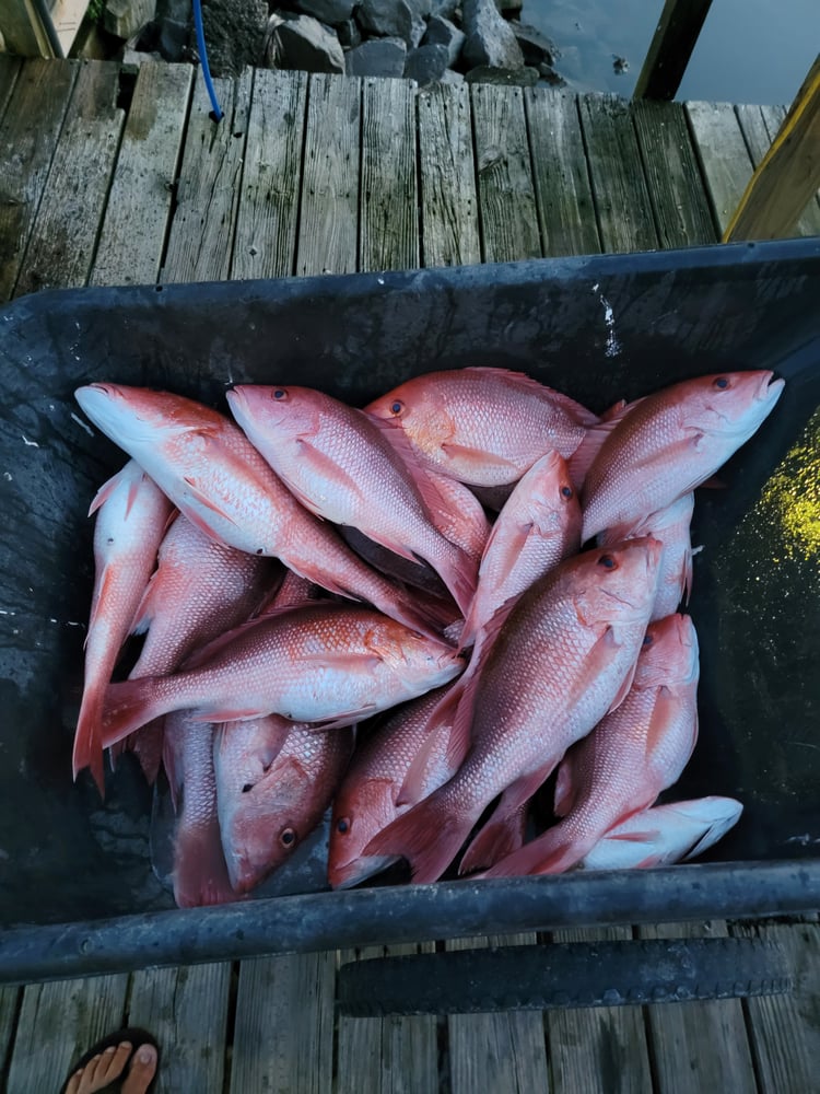 Offshore Adventure In Gulf Shores