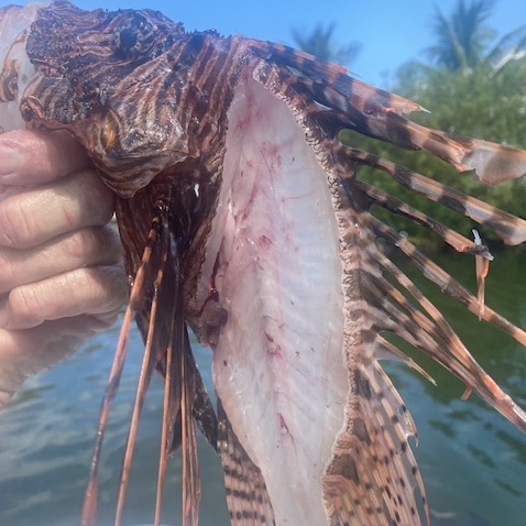 Lionfish Spearfishing Fury In Key West