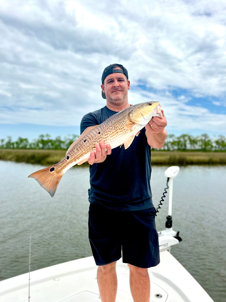 3 Hour Inshore/NearShore In Gulf Shores