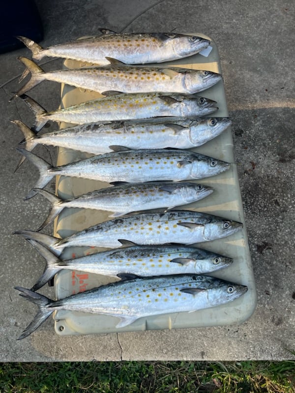 4 Hour Trolling Trip In Gulf Shores