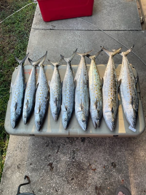 4 Hour Trolling Trip In Gulf Shores