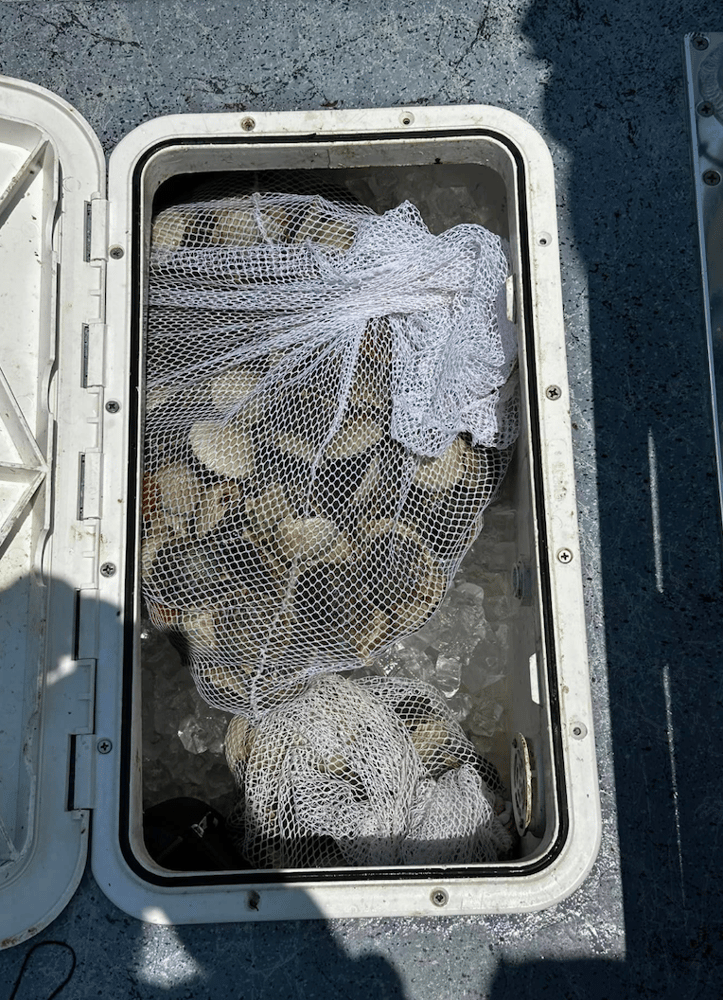 Scallop Hunting! In Crystal River