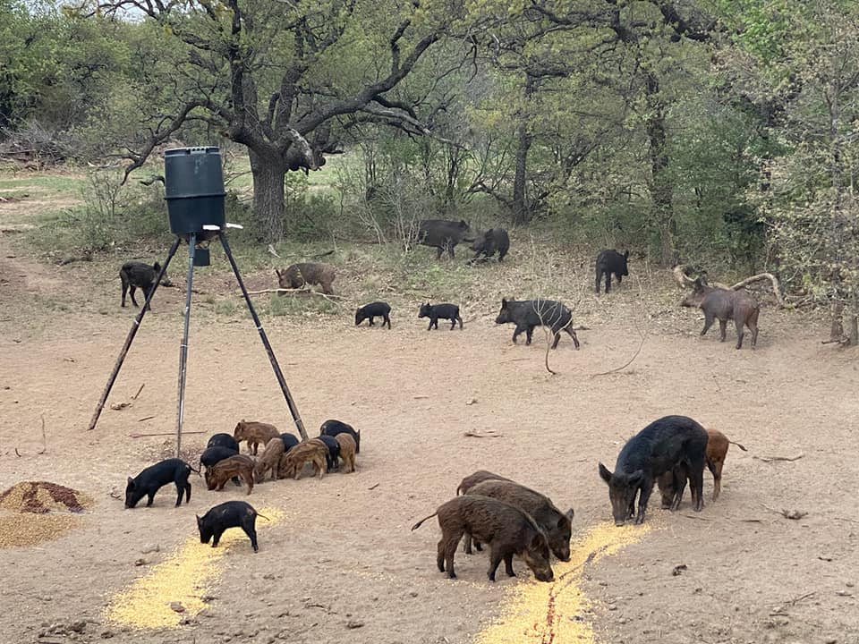 Texas Hog Hunting Adventure!!! In Nocona