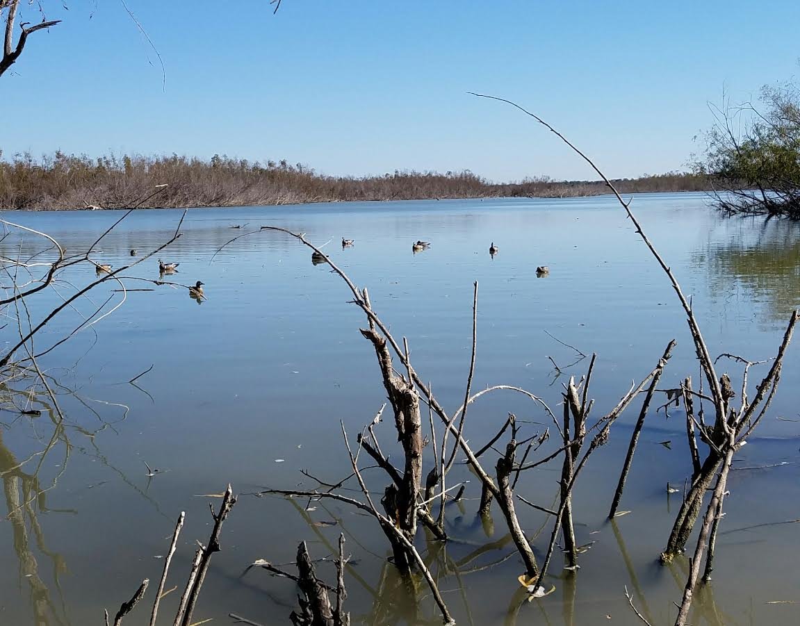 Austin Area Duck Hunts In Nolanville