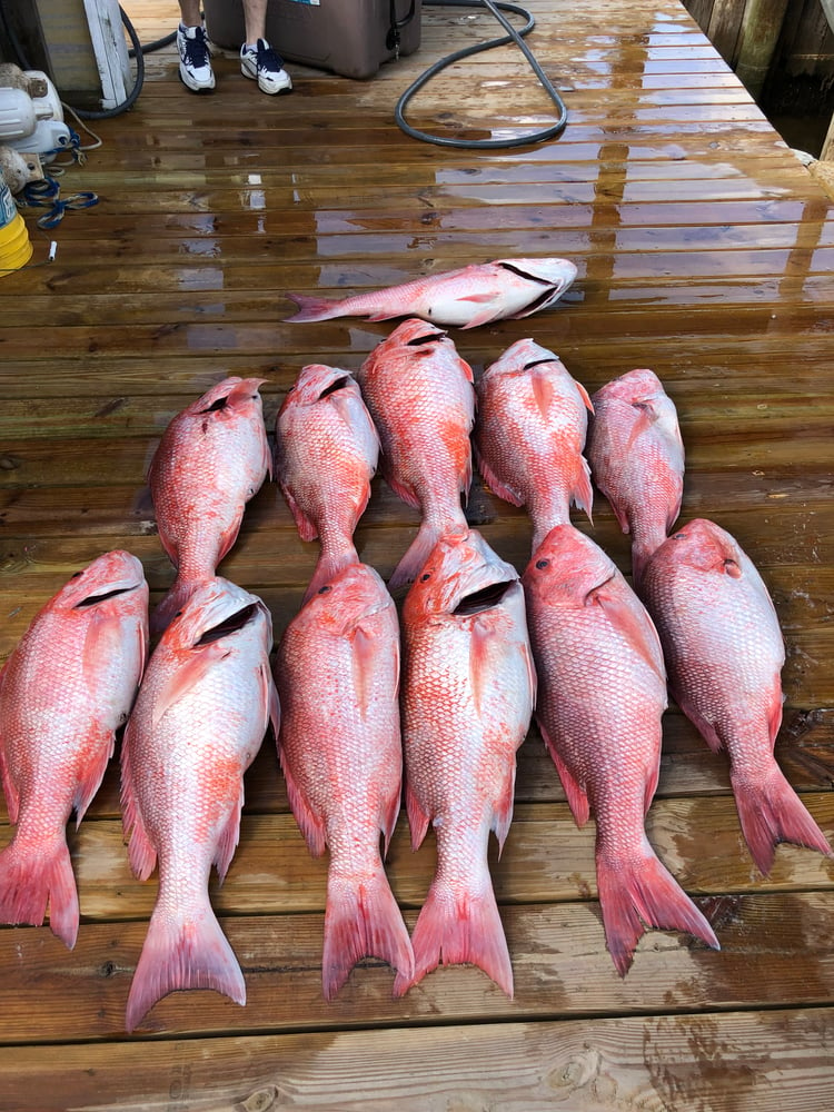 Snapper 6 Hr Am In Gulf Shores