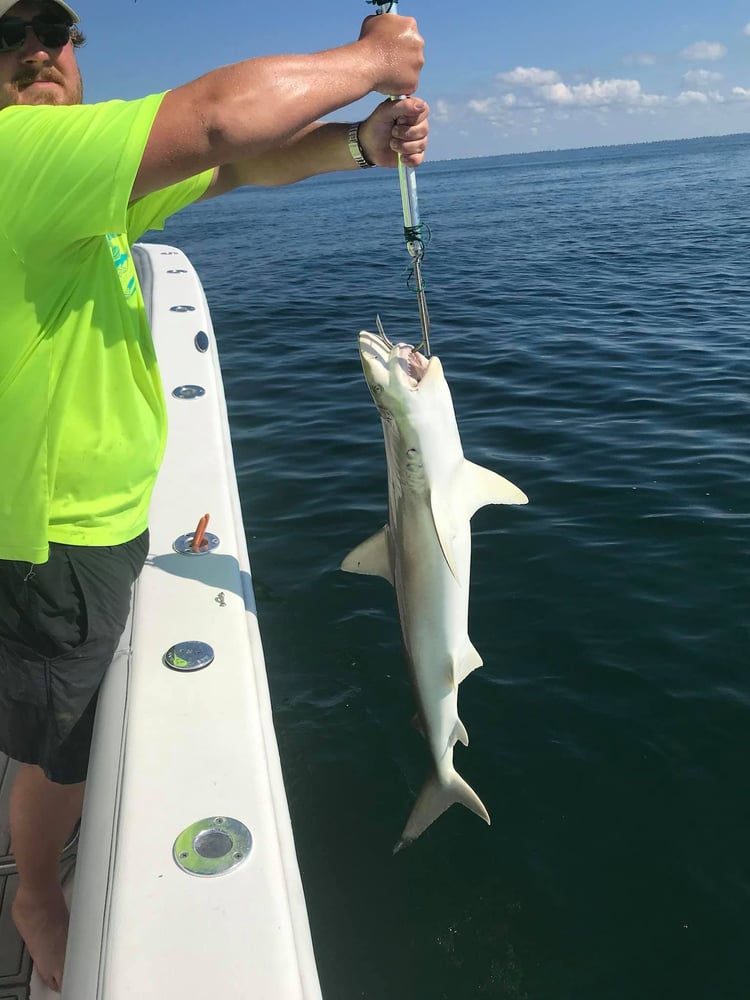 Nearshore Dauphin Island Adventure In Dauphin Island