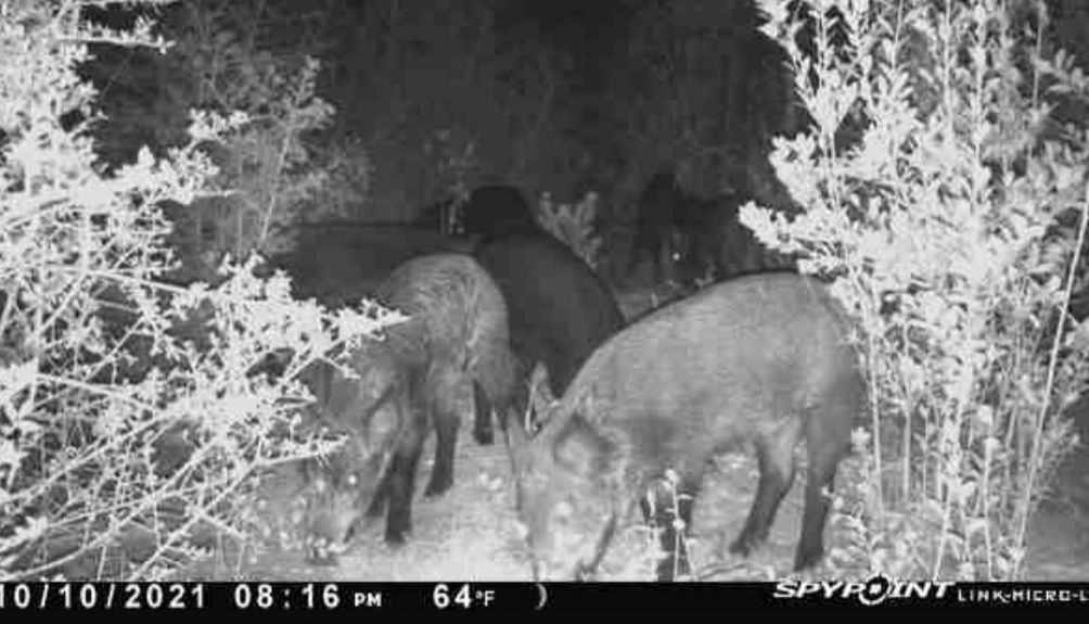 Private Ranch Hog; Wild + Guaranteed In Crestview