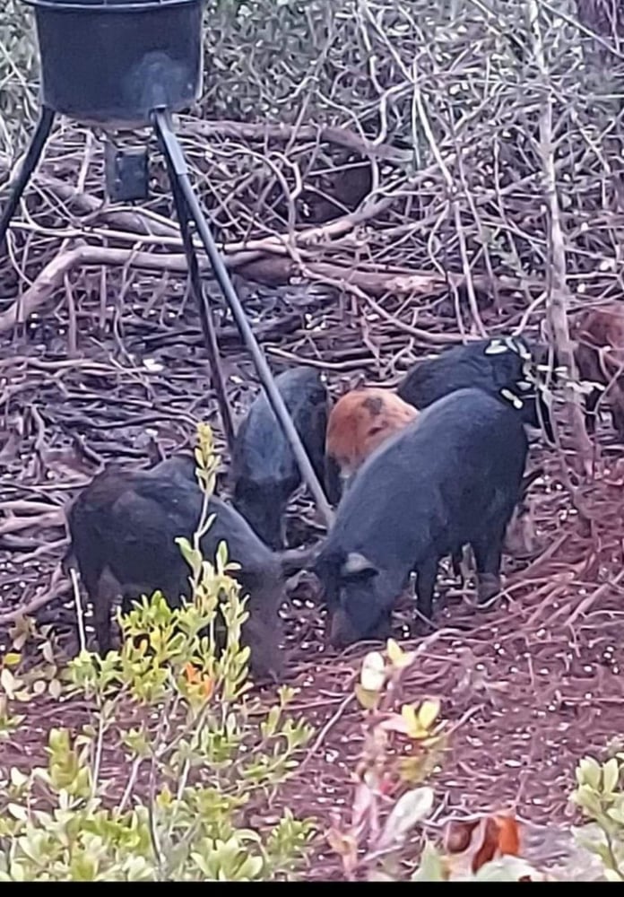 Private Ranch Hog; Wild + Guaranteed In Crestview