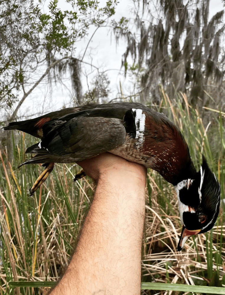 Duck Hunts In Crystal River