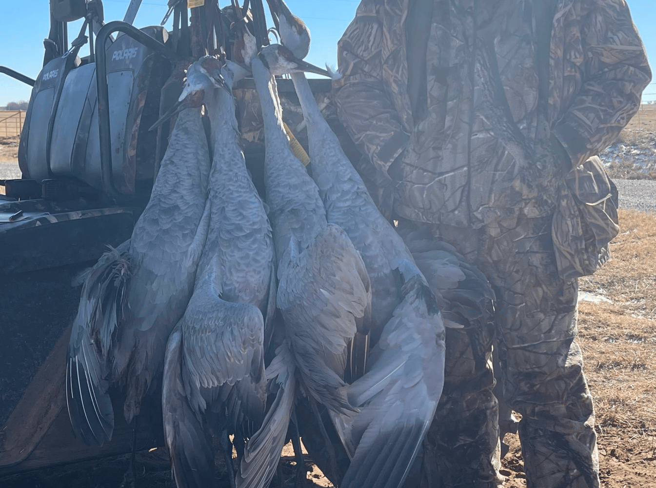 Crackin' Cranes! In Devol