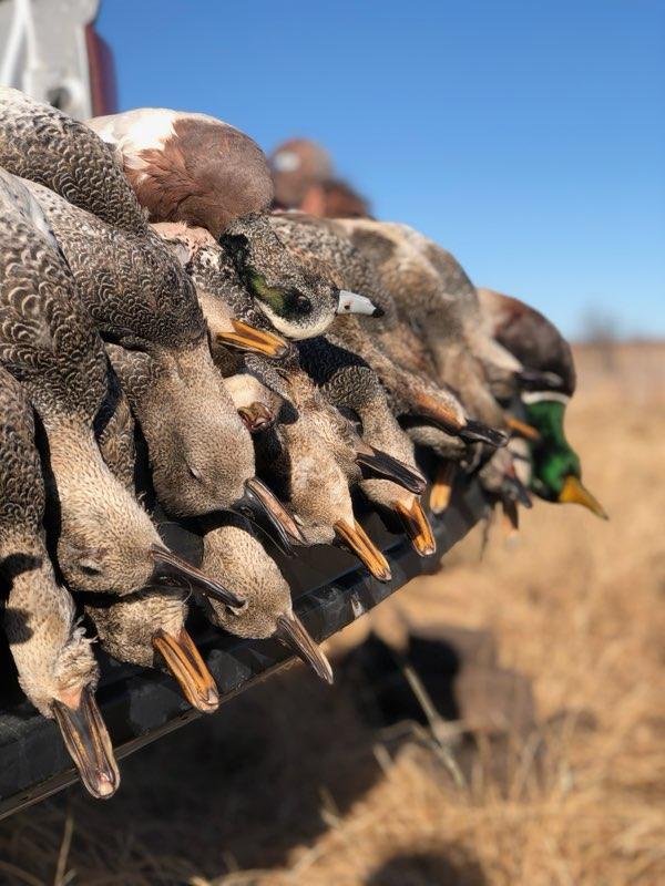 Texas Duck Destruction In Bowie