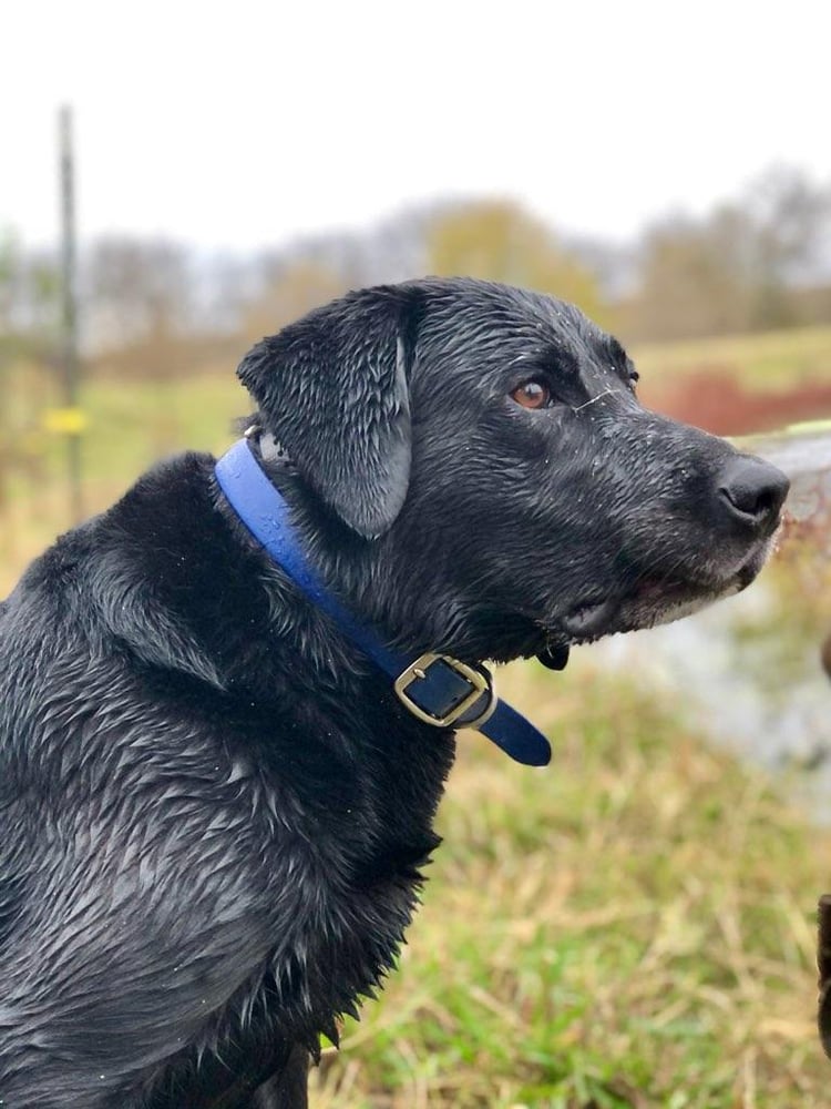 Texas Duck Destruction In Bowie