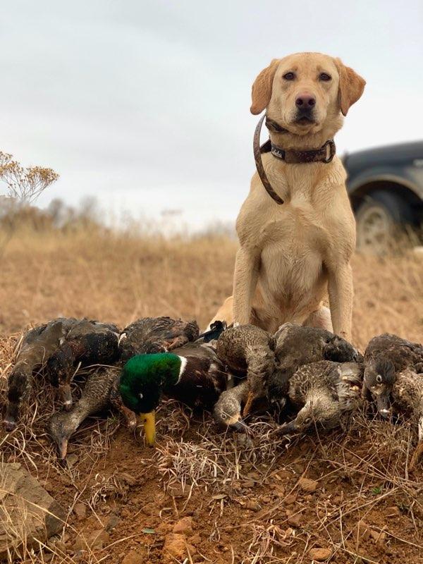 Texas Duck Destruction In Bowie