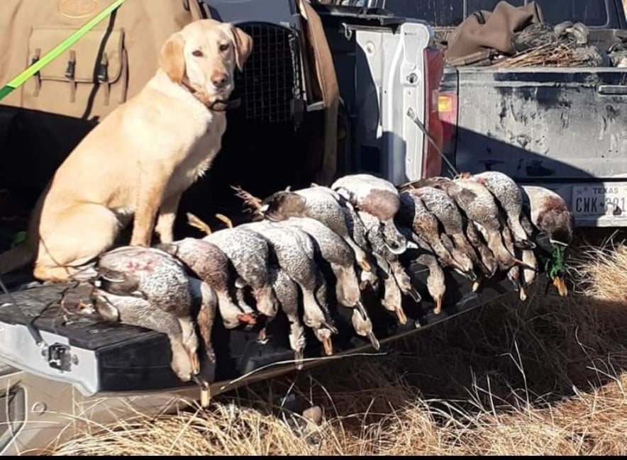 Texas Duck Destruction In Bowie