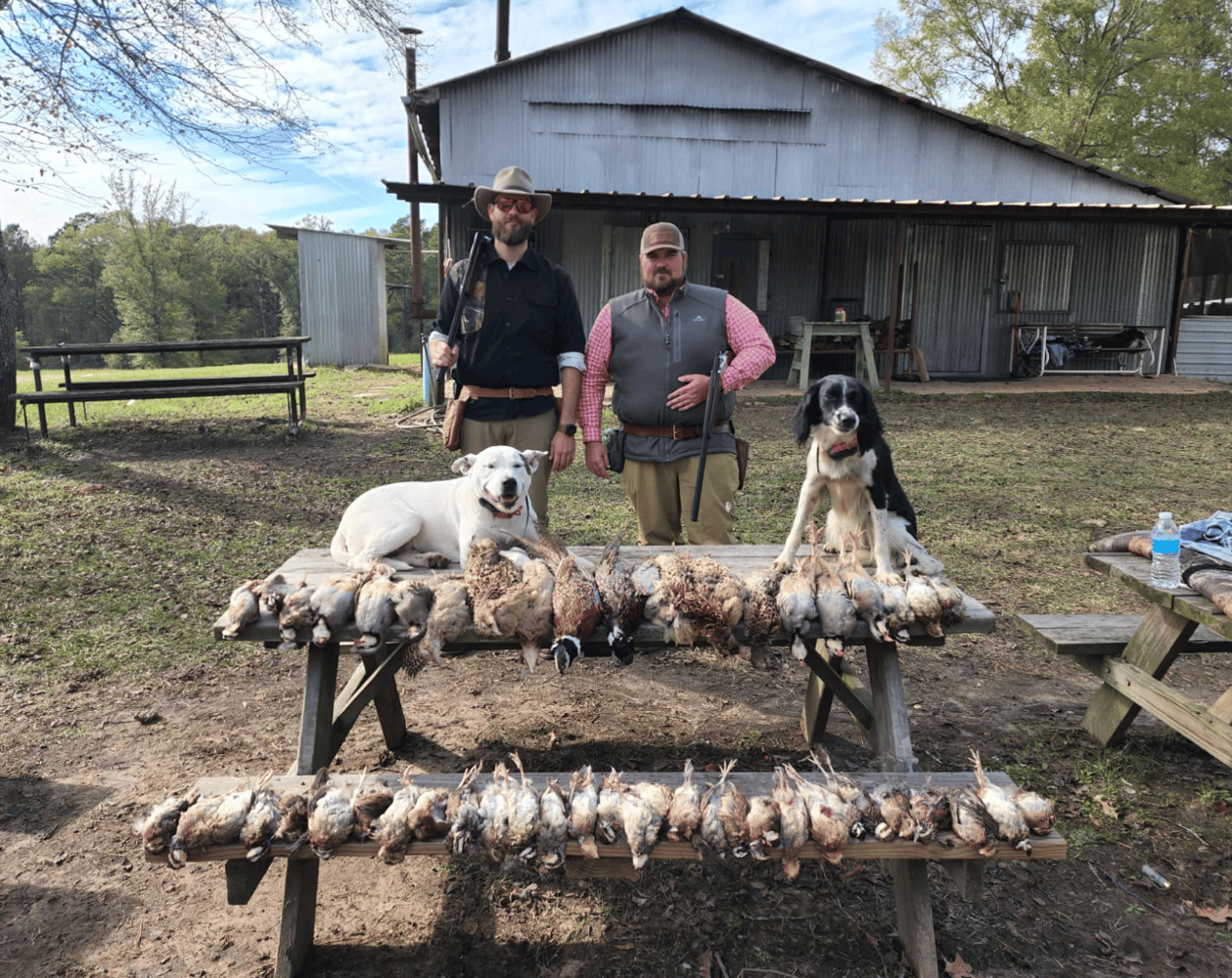 Texas Quail Thriller In Gilmer