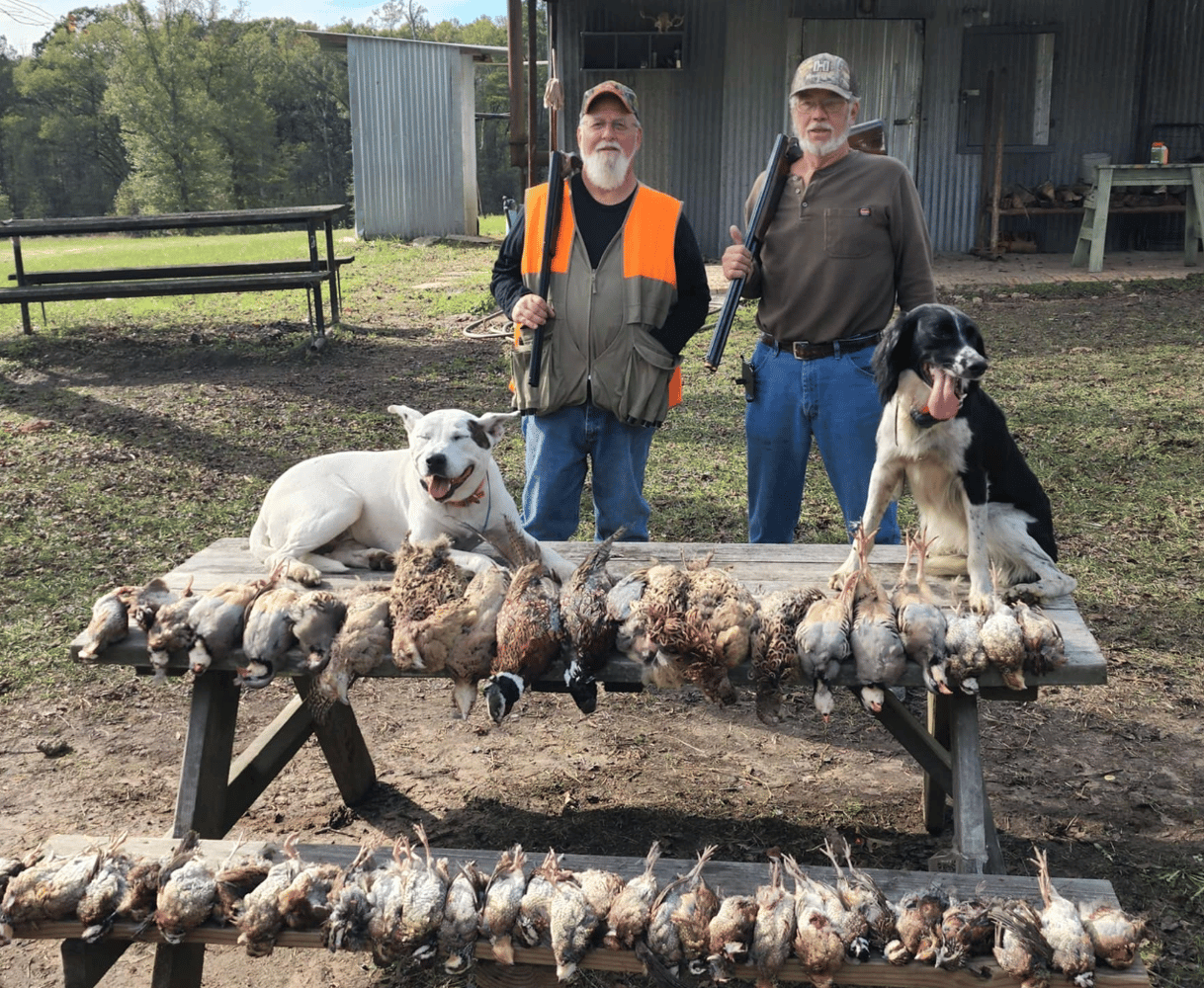 Texas Quail Thriller In Gilmer