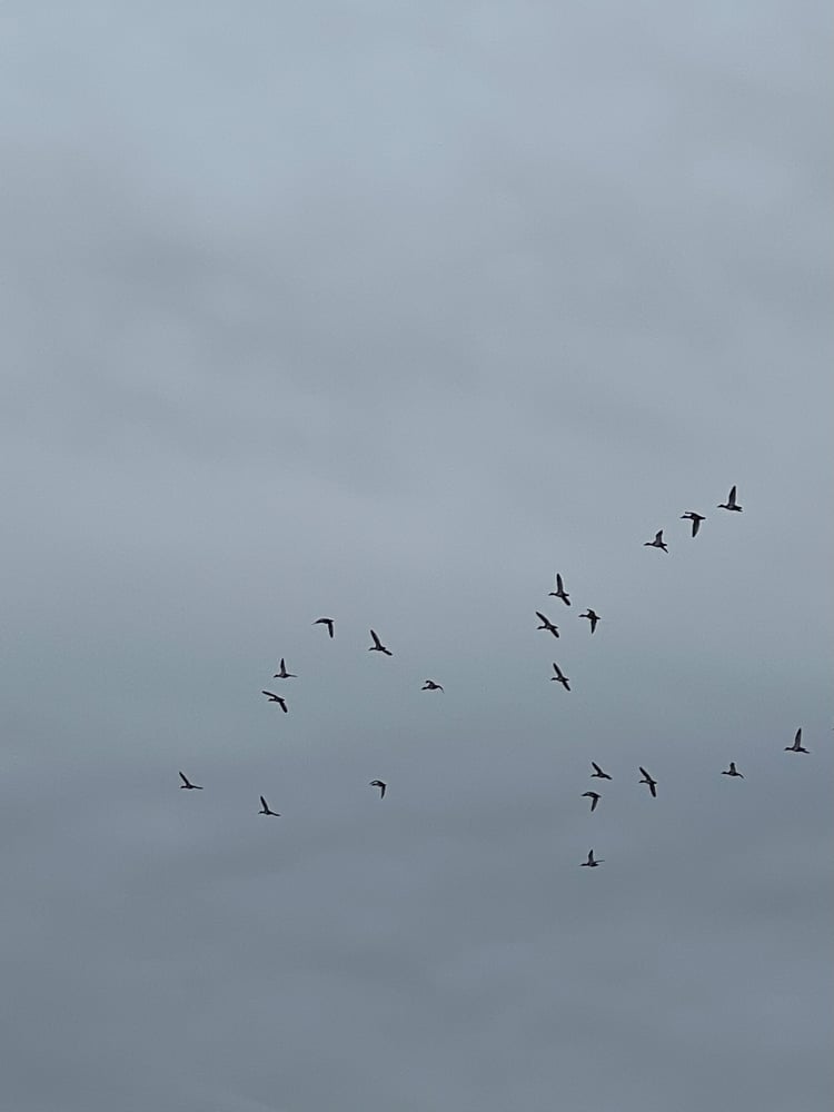 DIY Duck Hunt In Port Aransas