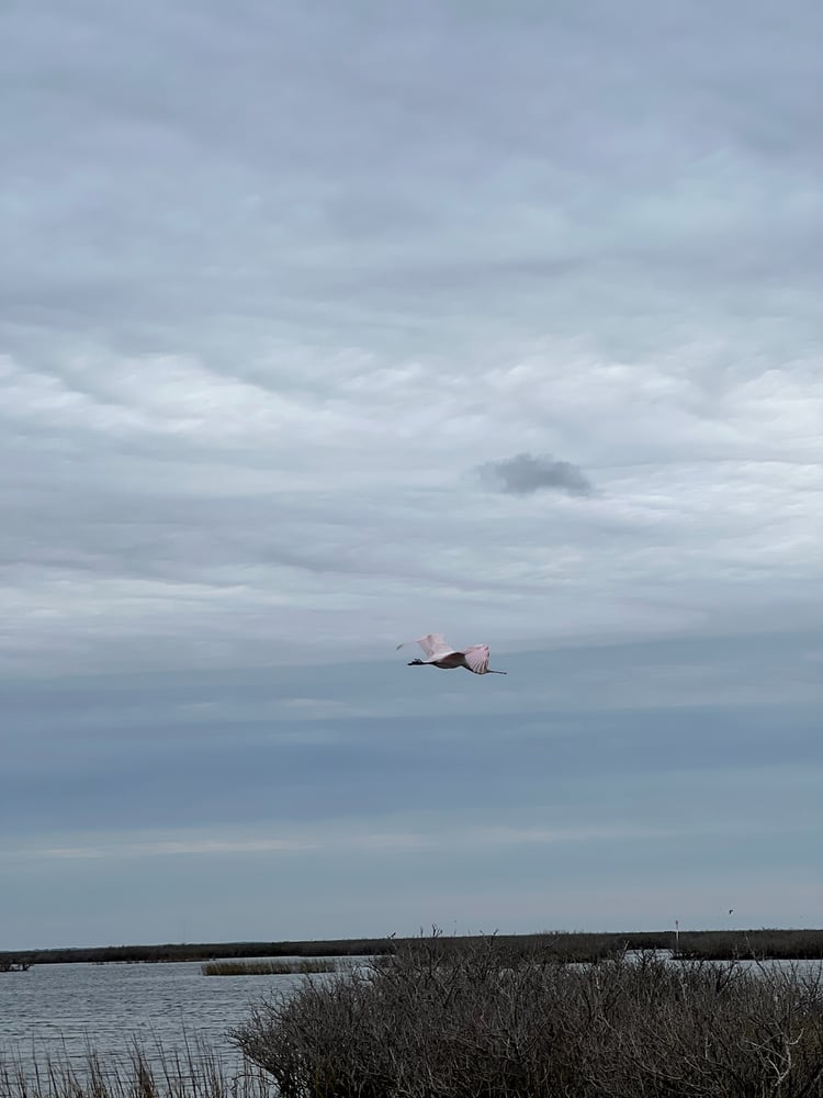 DIY Duck Hunt In Port Aransas