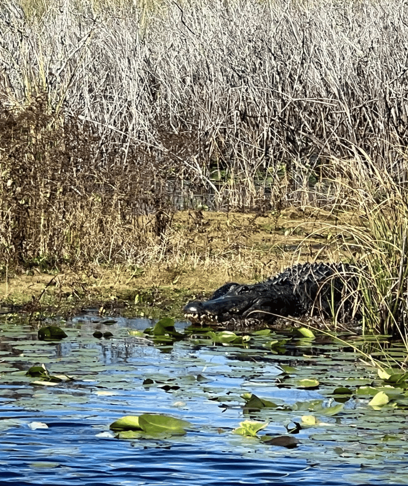 Good Ol' Gator Hunting In Crystal River