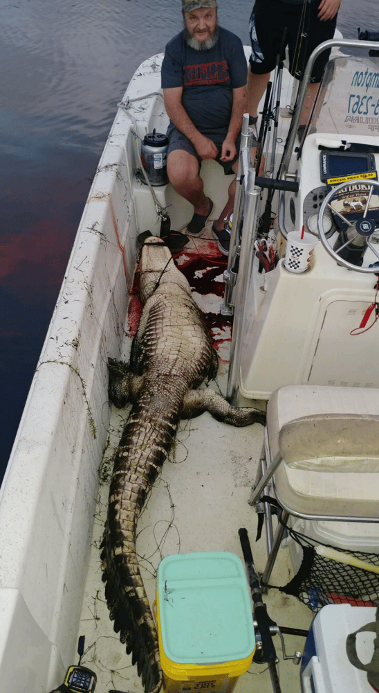 Good Ol' Gator Hunting In Crystal River