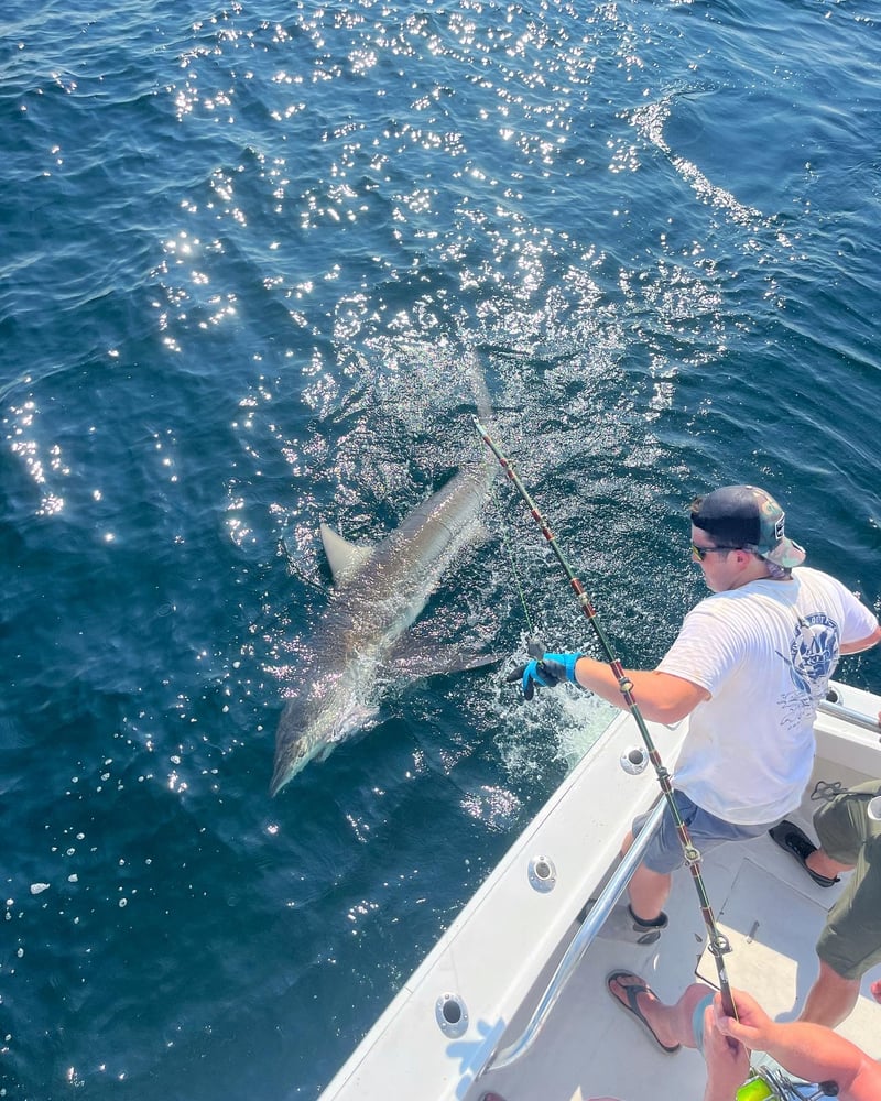 Captain’s Choice: Troll + Shark In Destin