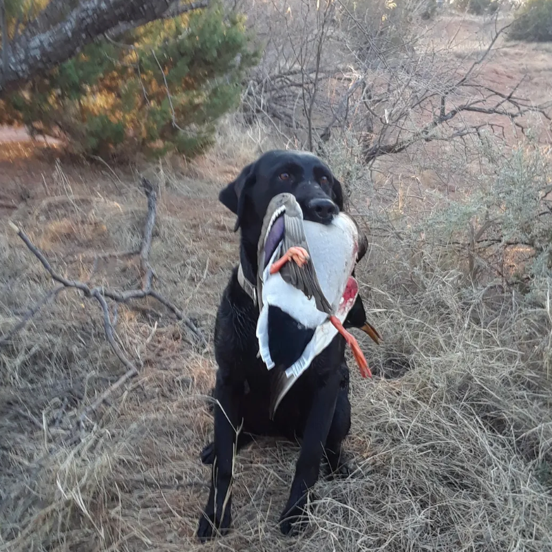 Texas Duck Smack In Abilene