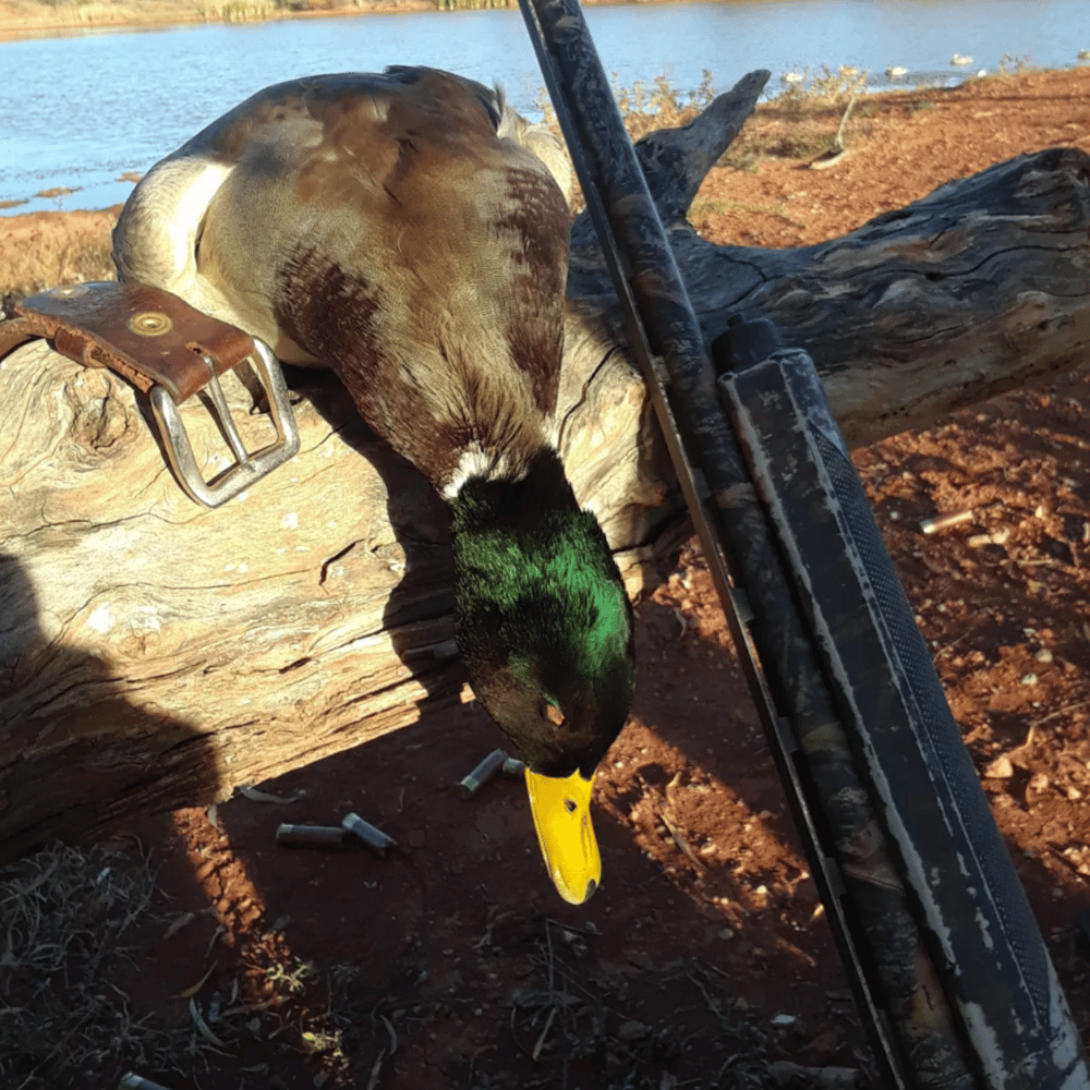 Texas Duck Smack In Abilene