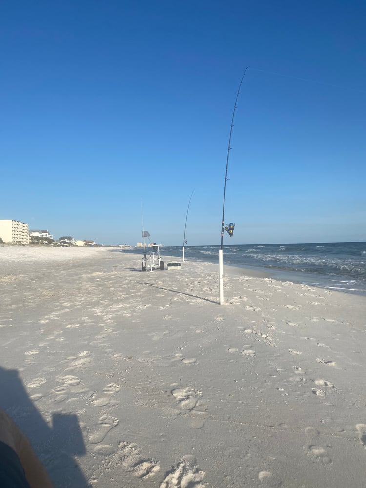 After Work/School Surf Fishing In Panama City Beach