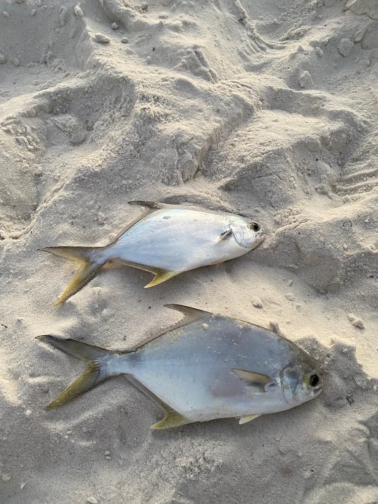 Surf Fishing In Panama City Beach