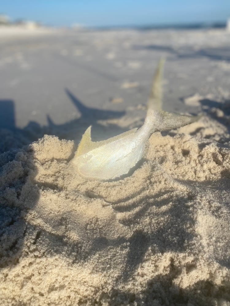 After Work/School Surf Fishing In Panama City Beach