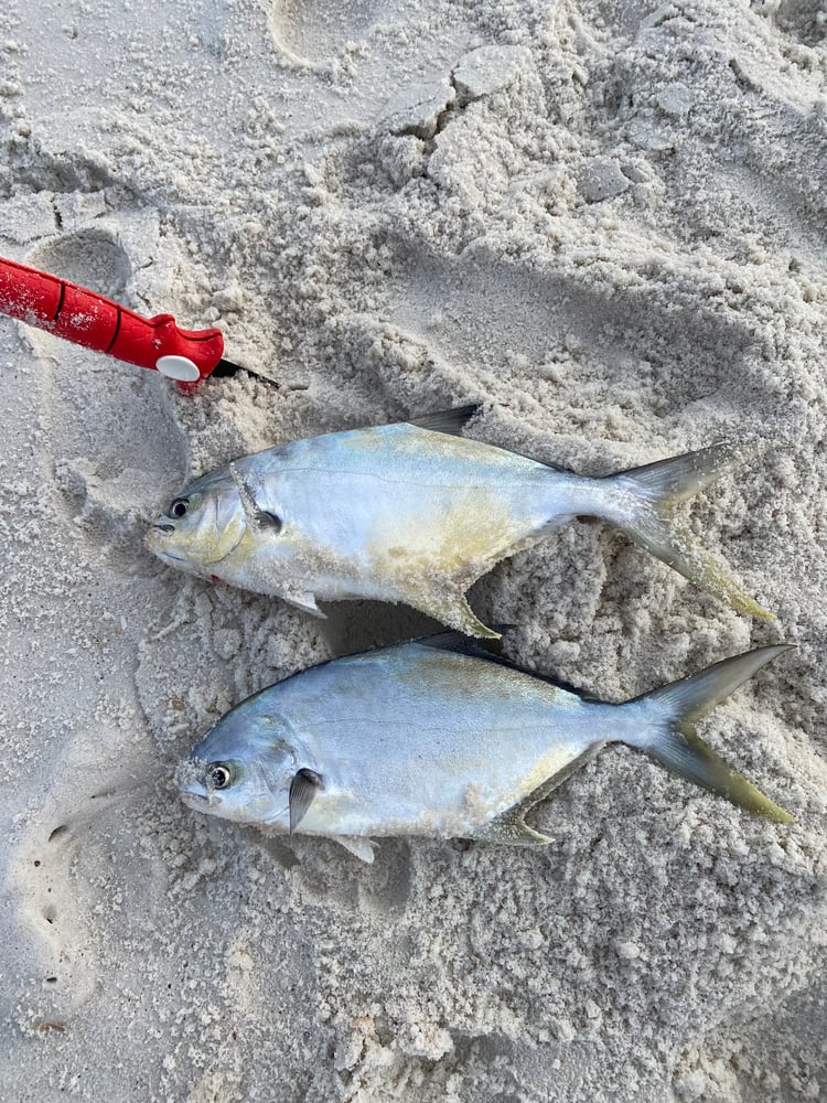 Surf Fishing In Panama City Beach